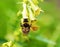 Bee on a yellow foxglove.