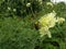 Bee on a yellow garden flower