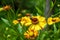 A bee on a yellow Helenium flower in the garden.