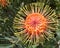 Bee on a yellow and orange pincushion protea flower