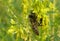 Bee on yellow plant in the meadow, closeup