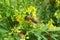 Bee on yellow plant in the meadow, closeup