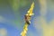 Bee on yellow sweet clover flowers with blurred blue background