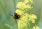 Bee on Yellow Thalictrum flower or Meadow Rue