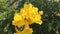 Bee in yellow trumpet flower on nature