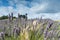 Bee on Yorkshire Lavender