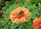 A bee on a zinnia, beautiful and special