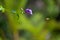 Beeautiful Encounter: A Honey Bee Flying Next to a Playful Rubbervine Flower