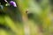 Beeautiful Encounter: A Honey Bee Flying Next to a Playful Rubbervine Flower