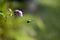 Beeautiful Encounter: A Honey Bee Flying Next to a Playful Rubbervine Flower