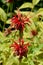 Beebalm closeup on red flower closeup in green field