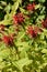 Beebalm closeup on red flower closeup in green field