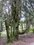 Beech in the altitude garden of Haut Chitelet.