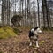 Beech in autumn, enchanted forest of Urbasa, Navarra