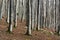 Beech in autumn, enchanted forest of Urbasa, Navarra