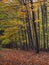 Beech autumn forest