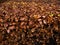 Beech autumn leaves