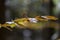 Beech autumn leaves play with gold in the autumn sun on a background of blurred forest