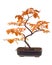 Beech bonsai