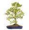 Beech bonsai tree, fagus sylvatica