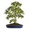 Beech bonsai tree, fagus sylvatica, isolated