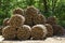 Beech branches collected in large rolls, industrial production