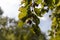 Beech branches with nuts