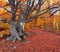 Beech in the colorful autumn forest