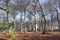 Beech Copse in Winter