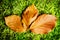 Beech Fagion sylvaticae leaves in autumn colors on natural green mossy forest floor background.