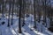 Beech or fagus forest on winter time in Vitosha mountain