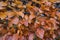 Beech Fagus sylvatica. Autumn leaves on a hedge, Fagus sylvatica