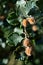 Beech (Fagus sylvatica) with nuts on branch