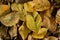 Beech with fallen leaves