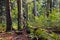 Beech-fir forest reserve