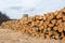 Beech firewood logs stacked