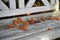 Beech foliage on an old white wooden bench