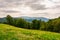 Beech forest on the alpine meadow