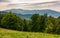 Beech forest on the alpine meadow