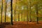 Beech forest in autumn