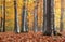 Beech forest in autumn