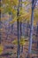 Beech forest in autumn in Montseny (Spain)