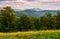 Beech forest of Carpathian mountains in afternoon