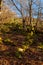 beech forest of Cinera, Leon Spain known as Faedo de Cinera