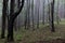 Beech forest on a cloudy humid day
