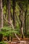 Beech forest with crooked trees and natural decay