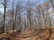 Beech forest in Europe