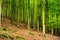 Beech forest. Fagion sylvaticae trees growing in deciduous woodland.