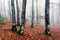 Beech forest with fog in autumn