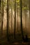 Beech forest in the fog. Hera Hill, Maramures